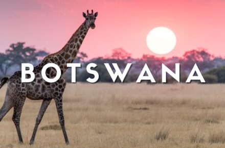 GIRAFFA BOTSWANA