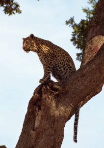 Safari Tanzania Nord: leopardo africano appollaiato su un albero