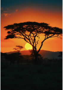 Safari Tanzania Nord: tramonto sulle pianure del Serengeti