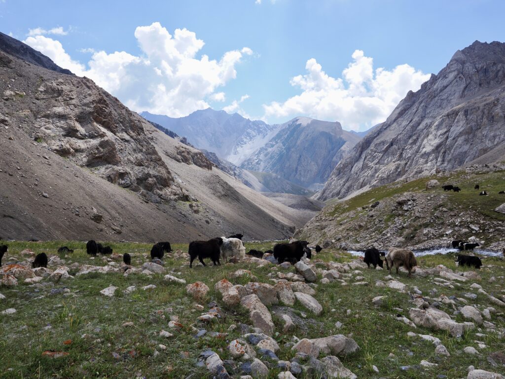 Yak al pascolo - Alaj Trekking Kirghizistan - Azalai [foto di Antonella G.]
