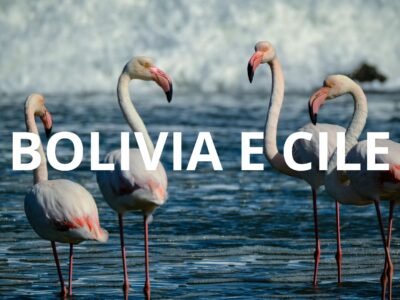 Fenicotteri rosa nella Laguna Colorada, Altiplano boliviano, paesaggi surreali e natura unica in Bolivia