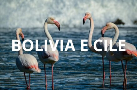 Fenicotteri rosa nella Laguna Colorada, Altiplano boliviano, paesaggi surreali e natura unica in Bolivia