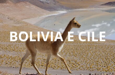 Guanaco nel deserto di Atacama, Cile, con paesaggio arido e montuoso sullo sfondo, fauna selvaggia e natura estrema