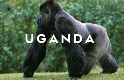 Un imponente gorilla di montagna maschio (Silverback) seduto nella fitta vegetazione della foresta impenetrabile di Bwindi in Uganda durante un gorilla trekking.
