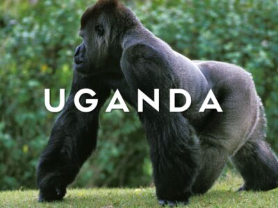 Un imponente gorilla di montagna maschio (Silverback) seduto nella fitta vegetazione della foresta impenetrabile di Bwindi in Uganda durante un gorilla trekking.