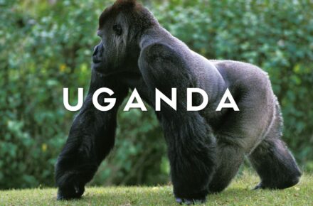 Un imponente gorilla di montagna maschio (Silverback) seduto nella fitta vegetazione della foresta impenetrabile di Bwindi in Uganda durante un gorilla trekking.