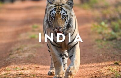 Maestosa tigre del Bengala che cammina nella giungla del Madhya Pradesh durante un safari in India centrale.